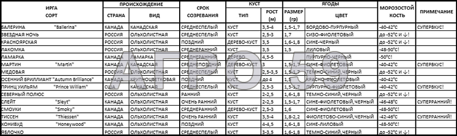 Особенности агрономии и посадки